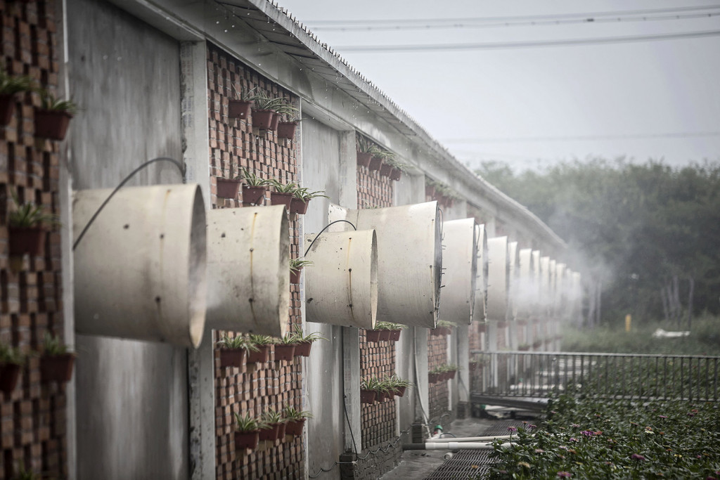 A mist containing disinfectant and deodorizing solution sprays outward as fans ventilate a building housing pig pens at the Jia Hua antibiotic-free pig farm in Tongxiang, China. Qilai Shen/Bloomberg