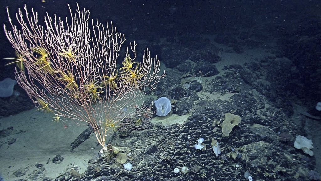 Corals growing on Mytilus Seamount off the coast of New England in the North Atlantic Ocean.