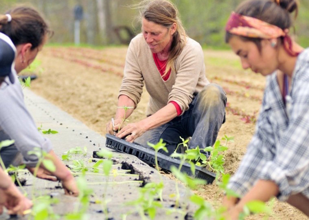 Jan Goranson, center, Dalziel Lewis, left, and Camilla Jones transplant seedlings at Goranson Farm in Dresden in 2014. Farming in Maine took off from 2002 to 2012, but farmers' balance sheets haven't reflected it.