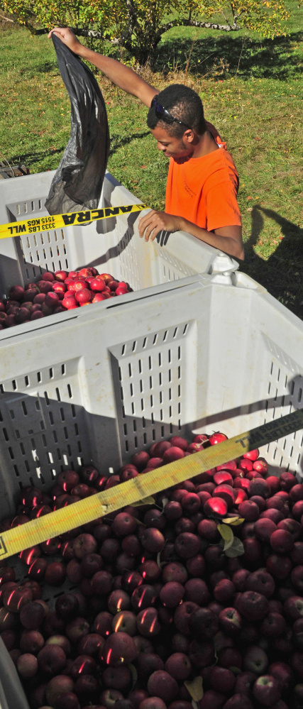 Mike Thomas drops apples into a container for transport to local food pantries.