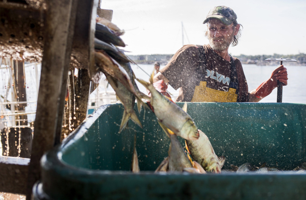 John Norwood unloads menhaden, also called pogies, in August at Coastal Bait on the Portland waterfront. Maine voted with the majority Wednesday as the menhaden board decided to raise the annual catch quota by 6.5 percent.