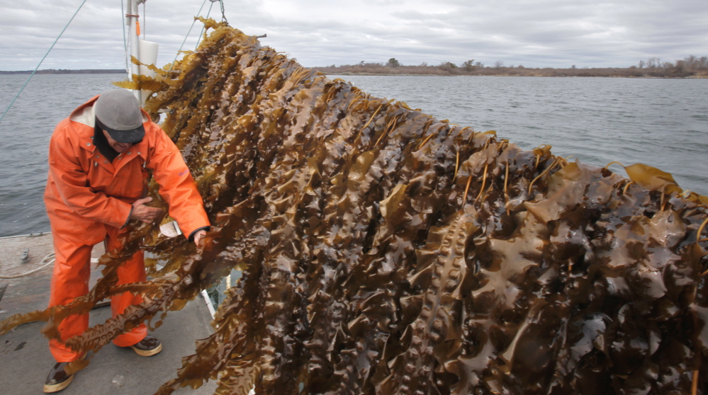 Tollof Olson of Ocean Approved, a commercial kelp farm in Casco Bay, looks over seaweed he is growing in the waters off Chebeague Island in 2014. The company celebrated the state's OK to convert the site into a 10-year lease.