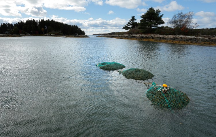 Full bags of rockweed sit in the water off Cundy's Harbor are waiting to be towed back to shore. 
