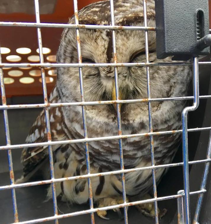 Brunswick police rescued an injured barred owl that a citizen spotted sitting on the side of Route 24 in Brunswick on Monday.