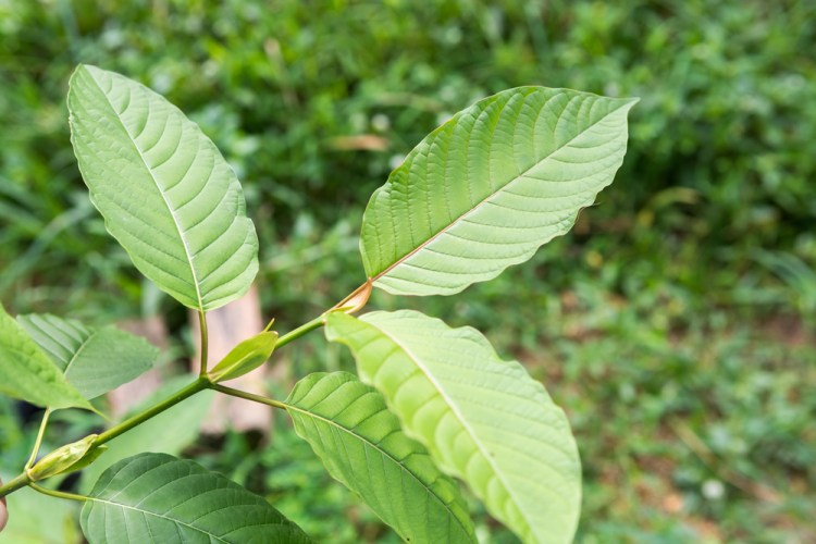 Kratom is a plant from southeast Asia that's related to coffee. It contains a number of chemical compounds that produce effects similar to opiates when ingested. <em>Shutterstock photo </em>