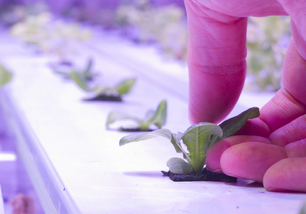 Arctic Greens grows various types of produce inside an insulated, 40-foot shipping container equipped with glowing magenta LED lights.