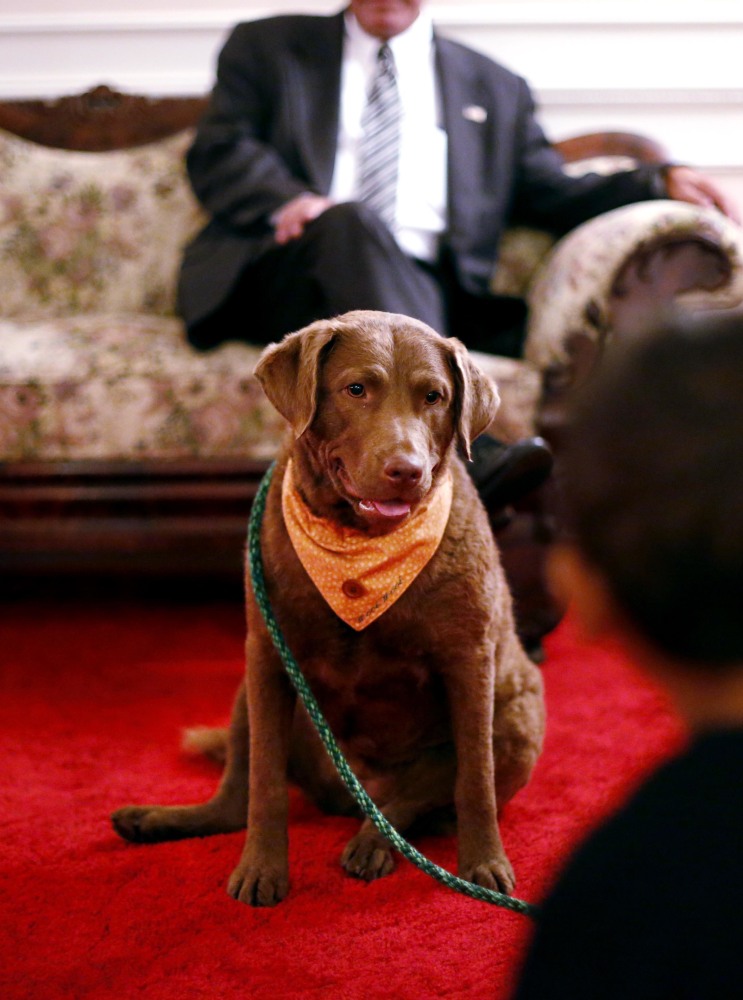 Greyce, a 2-year-old Chesapeake Bay Retriever, is "very gentle, very calming," said Rob Dwyer Jr., owner of Dwyer Funeral Home in Pittsfield, Mass.
