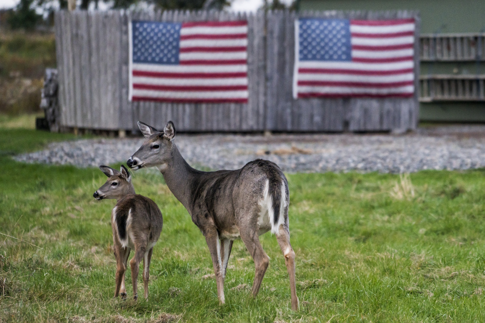 Two white-tailed deer stand in the front yard of a home in Eastport on Oct. 18.