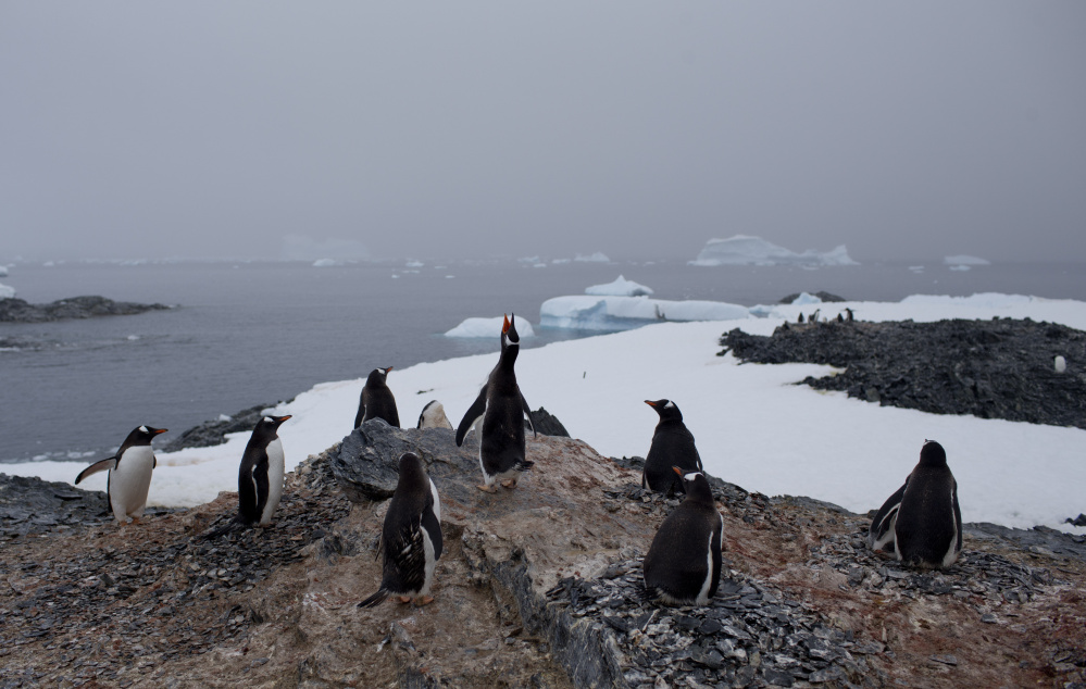 Whether caused by people or nature, the melting of Antarctic glaciers could raise sea levels to unprecendented levels and threaten the well-being of many species, including penguins.