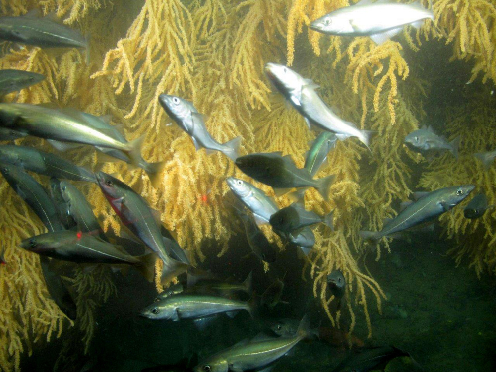 Pollock and Atlantic cod swim along a coral-covered wall in one of the coral gardens found at Outer Schoodic Ridge, feeding on abundant krill. 
