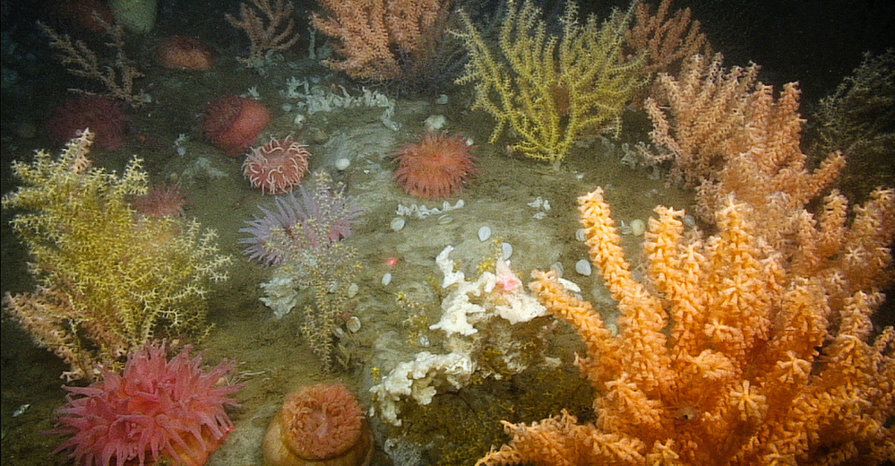 A coral garden thrives deep in the Gulf of Maine. 