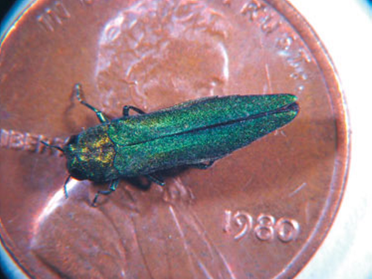 The emerald ash borer is an invasive forest pest.