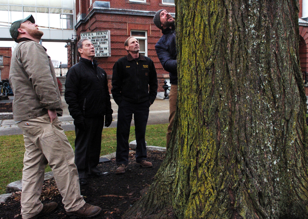 Matt Skehan, director of Waterville parks and recreation, right, examines the bark of the old elm tree in Castonquay Square as Noah Tucker of Bartlett Tree Experts, left, Waterville City Manager Michael Roy and Dave Higgins observe on Wednesday.