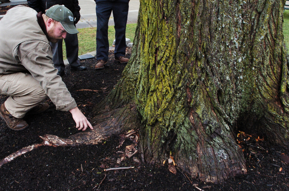 Noah Tucker of Bartlett Tree Experts examines a spot where "Ellie" was injected with material to help the tree resist Dutch elm disease.