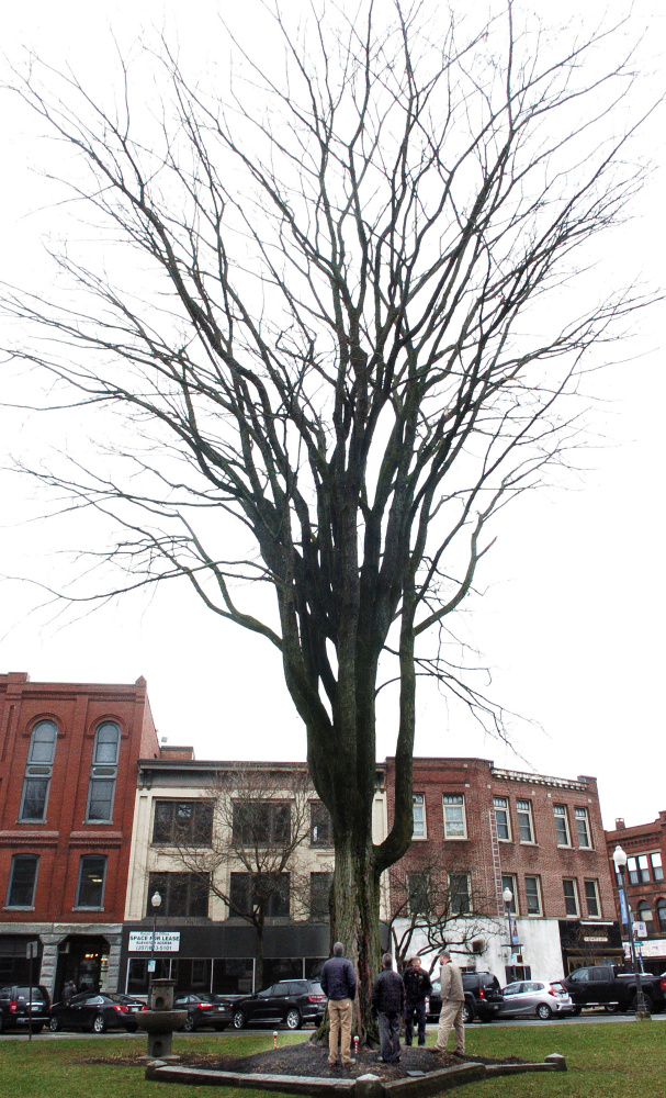Waterville officials gather around "Ellie" on Wednesday to discuss the 75-foot-tall elm tree's health. The tree, estimated to be 120 to 150 years old, is in Castonquay Square.