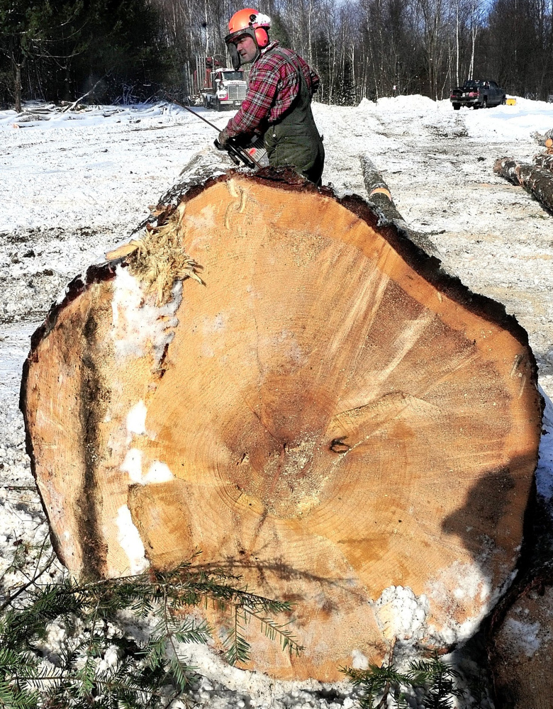 Robin Day cuts up a 50- foot pine log to be milled into boards at a woodlot in Oakland in 2015.