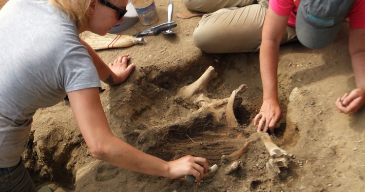 Archaeology students unearth the remains of “Constance,” a calf buried whole. Because native people didn’t have domestic cattle, it is part of the proof that the original Plymouth settlement has been found, says Andrew Landon, associated director of UMass Boston’s Andrew Fiske Memorial Center for Archaeological Research. <em>UMass Boston photo</em>
