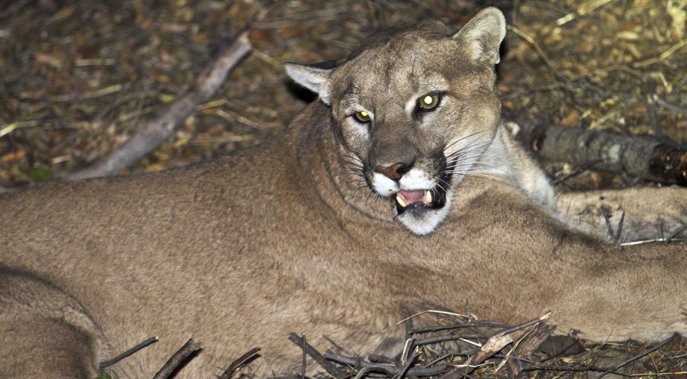 This mountain lion is believed to be responsible for killing livestock near Malibu, Calif.
National Park Service via AP