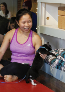 SACO, ME Ð DECEMBER 1: Tien Quang plays with a kitten before the start of a yoga class Saturday, Dec. 3, 2016 in Saco, Maine. The yoga studio had kittens at the session as part of a pet adoption effort. (Photo by Joel Page/Staff Photographer)