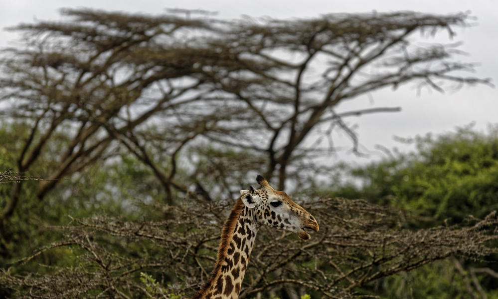 A giraffe walks past acacia trees in Nairobi National Park, Kenya. Statuesque giraffes, overlooked because they seem to be everywhere, are now vulnerable to disappearing off the face of the Earth, according to biologists who create the world's extinction watch list.