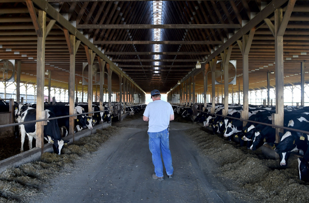 John Stoughton, co-owner of Misty Meadow Farm in Clinton, stands among several hundred of his dairy cows in August. The number of dairy farms in Maine has been shrinking, dropping from 300 farms to 250 over the past three years. Several farmers met with federal representatives in Augusta on Thursday to talk about ways to support and sustain the farms that remain, in advance of congressional reauthorization of the Farm Bill. (Michael G. Seamans/Morning Sentinel)
