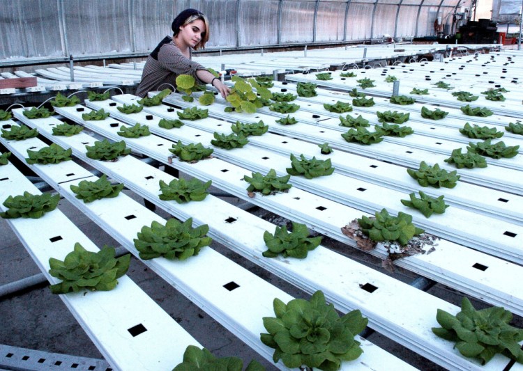 Maine Academy of Natural Sciences student Laykenn Kurtzer works Wednesday in one of the Fairfield school greenhouses where produce is grown to later be consumed at the school. 