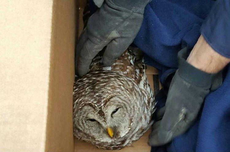 State Police Trooper Bernard Brunette rescued an owl Thursday morning that appeared to have been struck by a vehicle on Interstate 95 in Palmyra. The bird later died.