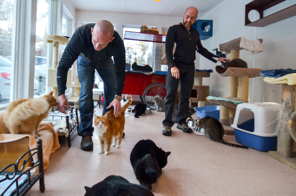 The cats waiting for adoption at the P.A.L.S. no kill animal shelter in Winthrop played host to Dave Dostie, left and Tony Routh on Friday as the two prepared to complete their fundraising efforts on behalf of the shelter.