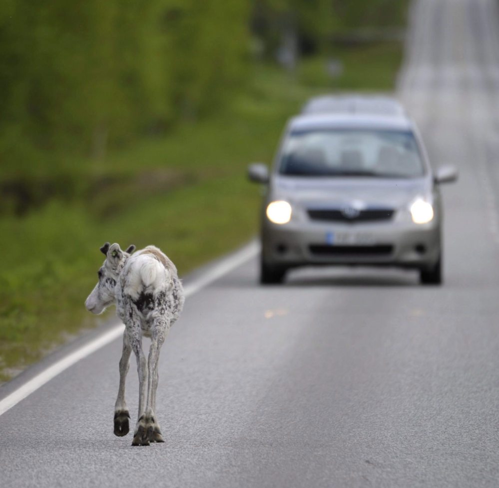 A reindeer walks on a road, in Ranua, Finland. There's good news for Rudolph and friends – an app is helping reduce the number of reindeer killed in traffic accidents.