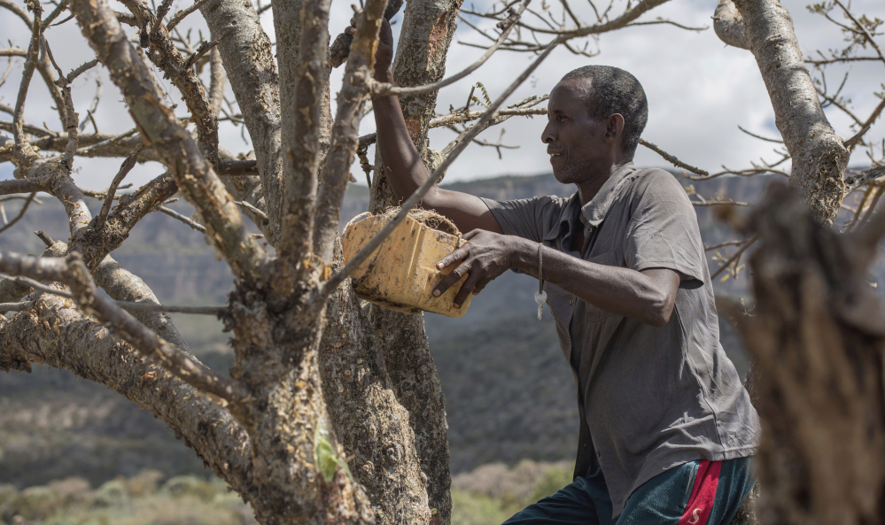 Mohamed Ahmed Ali wounds a frankincense tree near Mader Moge, a breakaway region of Somalia. 
Associated Press photos