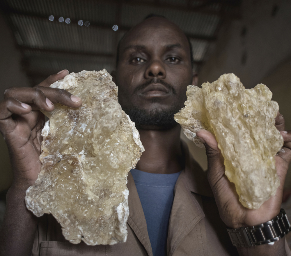 A man holds up two large tears of maydi, the large, most expensive chunks of frankincense resin, in Burao, Somaliland. It takes 40 years for new trees to become viable.