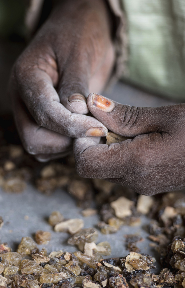A woman sorts raw frankincense gum in Burao. Prices for raw frankincense have gone from $1 a kilogram to $5-$7.