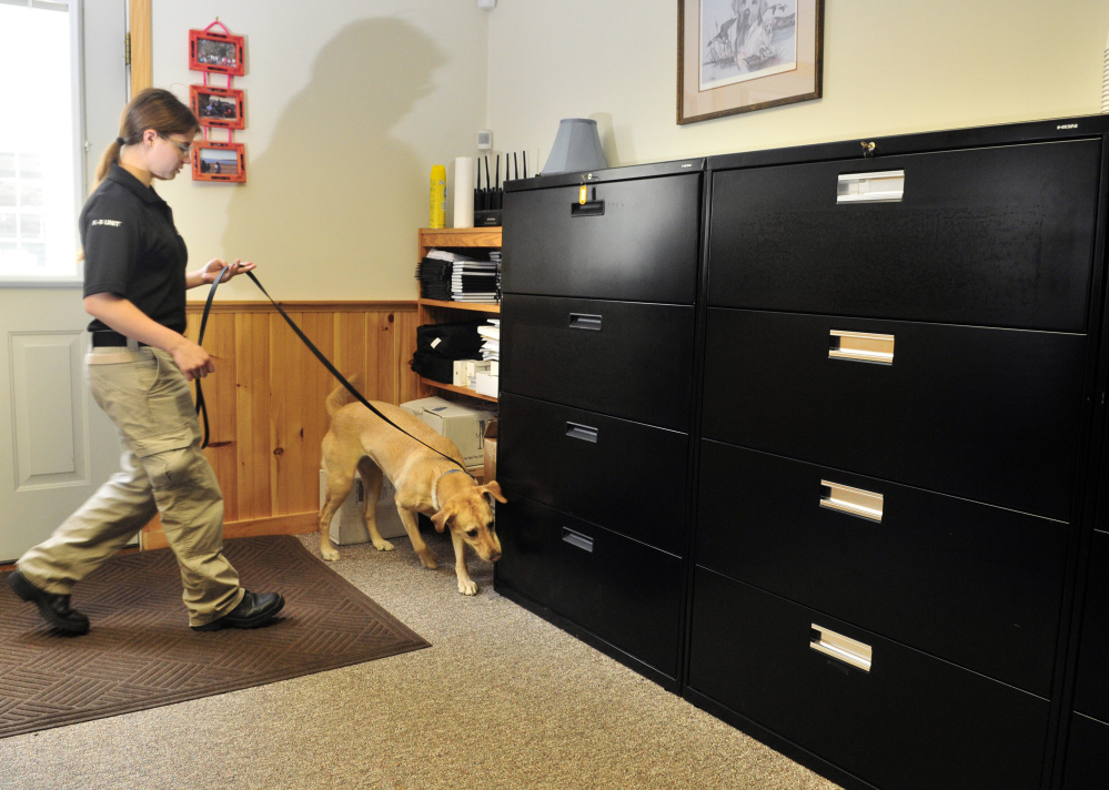 Kendra Laliberte leads her dog, Jordana, through a conference room searching for a container of bedbugs during a demonstration on July 29 at Merrills Detector Dog Services in Readfield, which has been hired by Augusta throughout the year to check public buildings for bedbugs.