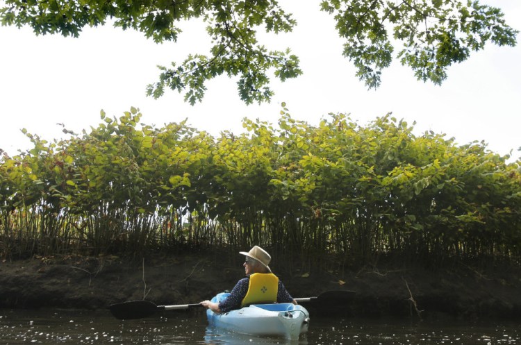 Nancye Tuttle of Wells drifts along the Merriland River underneath towering Japanese knotweed at the Wells National Estuarine Research Reserve on Aug. 8. The knotweed is an invasive plant that chokes out native species.