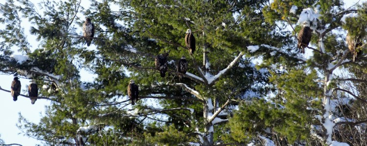 Nine of the 33 bald eagles that Lionel and Myles Quirion spotted Saturday roost in a tree at Hatch Hill Landfill in Augusta.