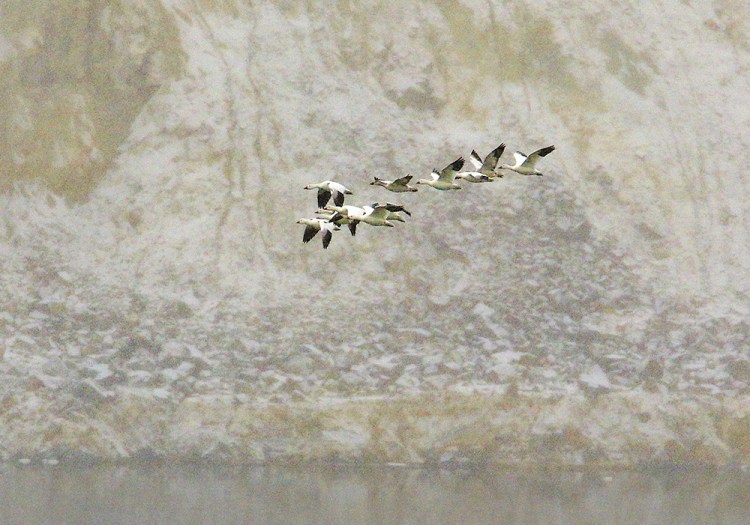 Snow geese fly along the bank of the Berkeley Pit's toxic waters, in Butte, Montana. Roughly 10,000 geese landed in the 700-acre pit at the end of November, turning the water "white with birds," said a mine official with Montana Resources. <em>Walter Hinick /The Montana Standard via AP</em>