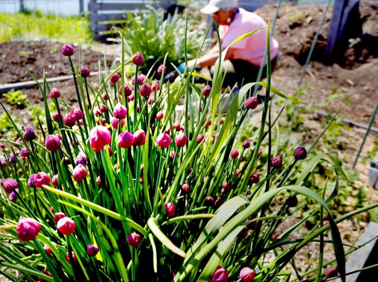 Crop rotation can be applied in raised beds as small as 4-by-8 feet in size. Here, Anne Manganello of Portland works on one of her raised beds at the North Street Community Garden in May 2014. In the foreground, chives are flowering.