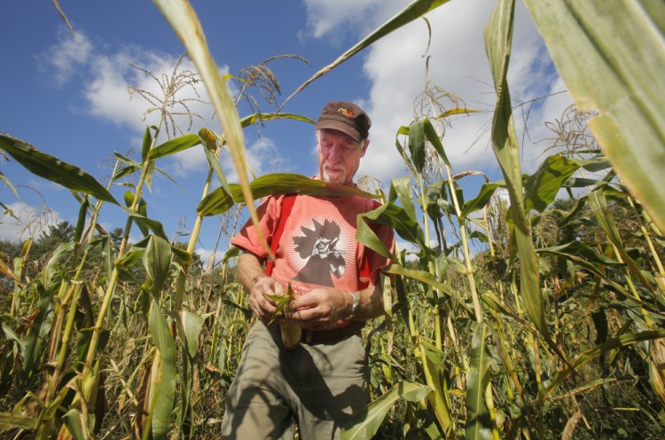 Albie Barden peels an ear of flint corn in a field at his Norridgewock farm in September.