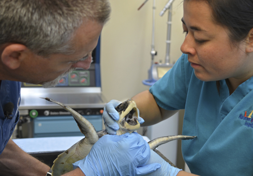 Veterinarians Doug Mader and Helen Ingraham examine a critically endangered Kemp's ridley sea turtle flown from New England to the hospital in Marathon, Fla.