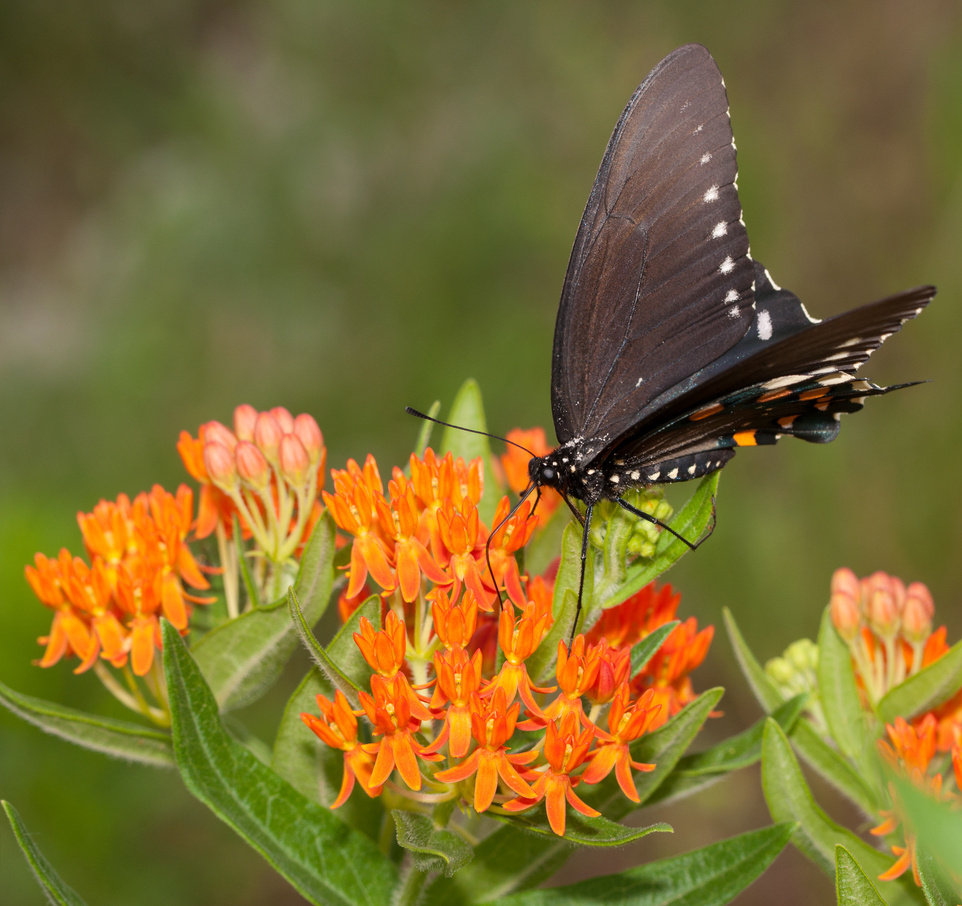 A spicebush swallowtail butterfly feeds on Asclepias tuberosa, a favorite of bees and hummingbirds too..