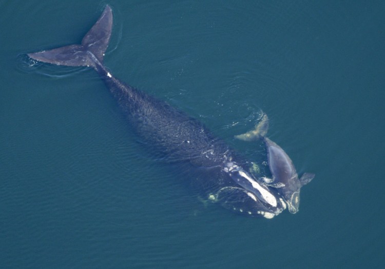 A North Atlantic right whale swims with her calf in the Atlantic Ocean off the coast between Florida and Georgia in 2009. The Obama administration has denied applications to conduct seismic surveys in the Atlantic to map potential drilling sites for oil and natural gas. Environmental groups say that loud sounds from seismic air guns could hurt marine life, but energy lobbyists say such tests are safe.
