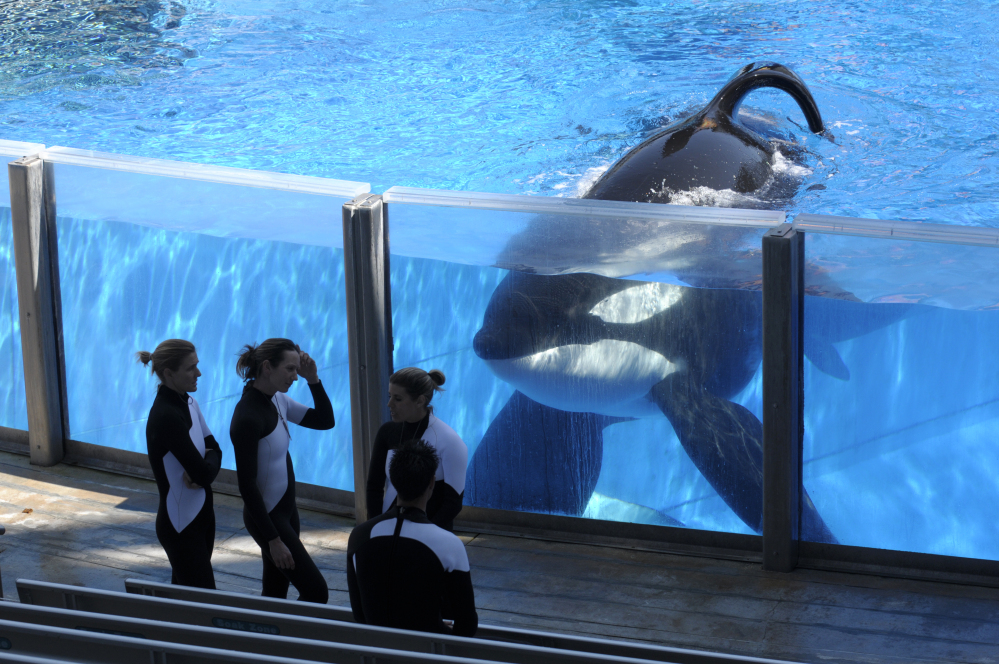 Tilikum the orca watches as SeaWorld Orlando trainers take a break during a training session at the theme park's Shamu Stadium in Orlando, Fla. Tilikum, an orca that killed a trainer at SeaWorld Orlando in 2010, has died.