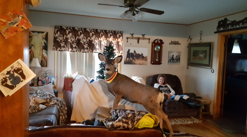 Faline, a mule deer, wears a homemade collar while visiting the Mcgaughey residence in Ulysses, Kan., where she often dropped in before returning to wander freely outside .