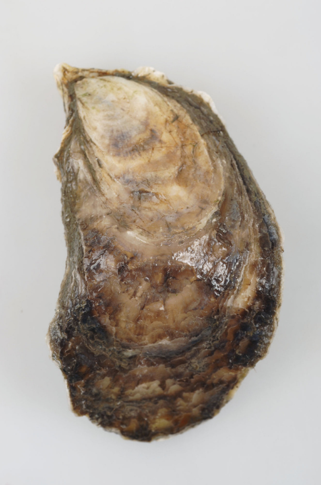 A Damariscotta oyster from Maine.