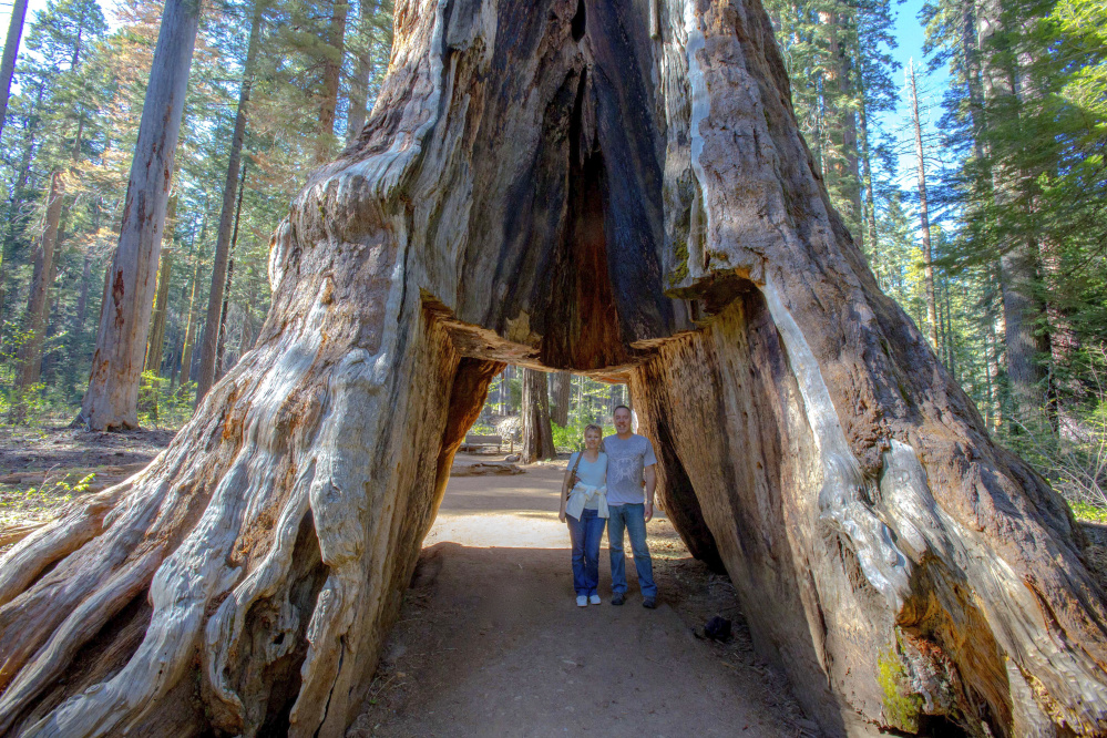 John Ripper, right, visiting the Pioneer Cabin tree with his wife, Lesley, in 2015, was awestruck by standing inside a tree. "I feel like it's part of my personal history," he said.