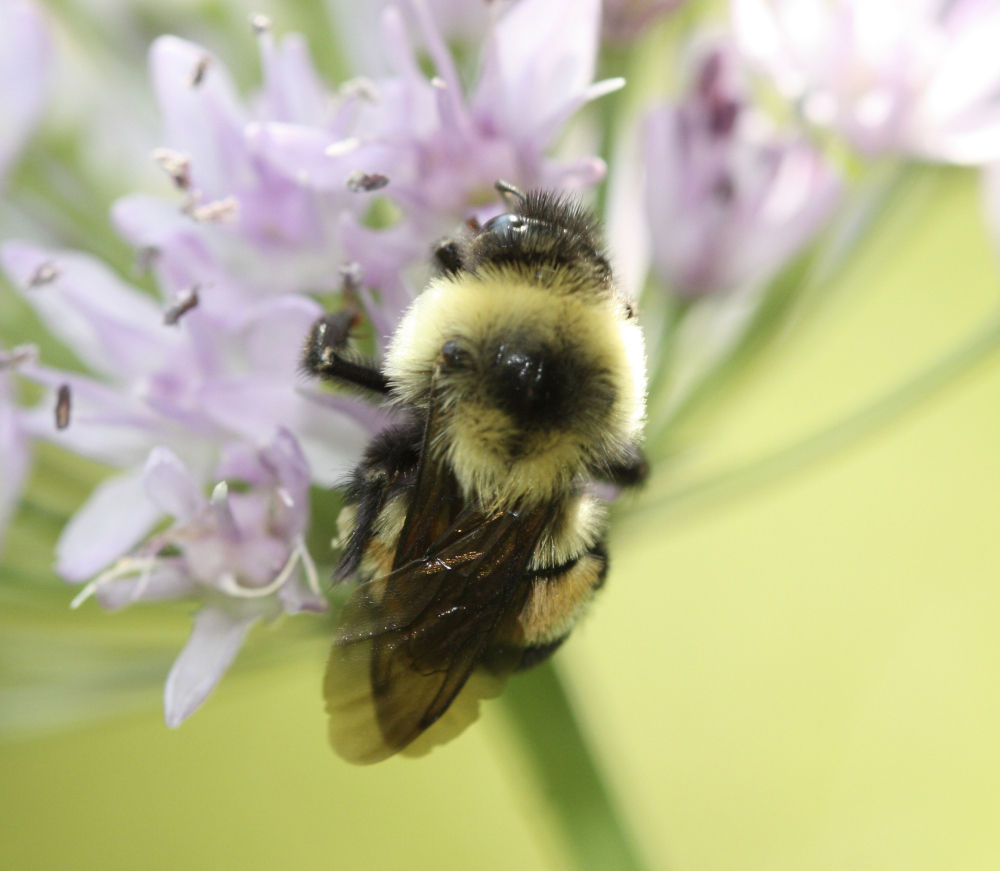 Formerly abundant in the Midwest, the rusty patched bumble bee is hard to find.