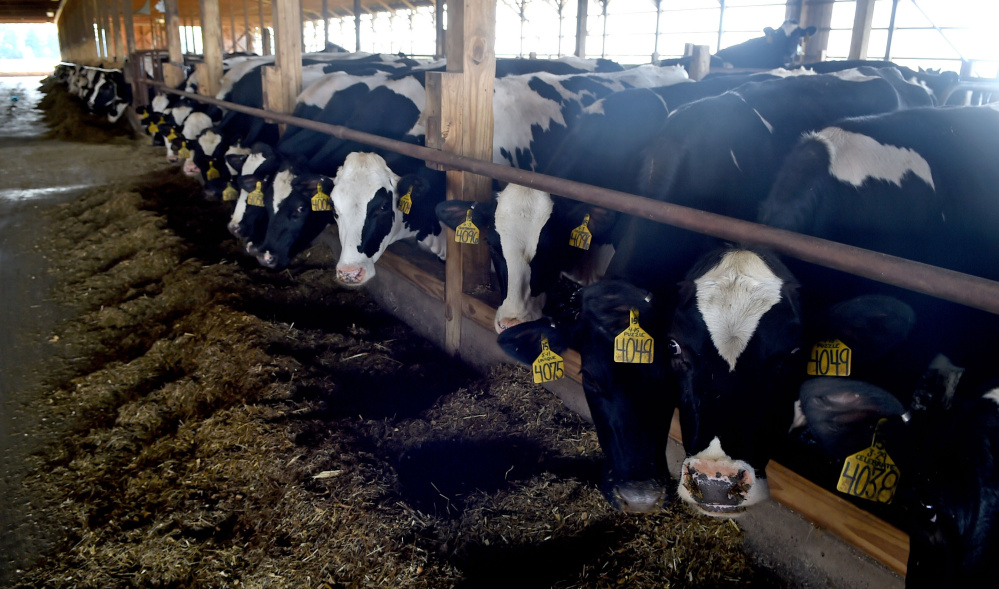 Dairy cows eat grain before the midday milking Aug. 4 at Misty Meadows Farm in Clinton. Police continue to investigate late November vandalism at the farm.
