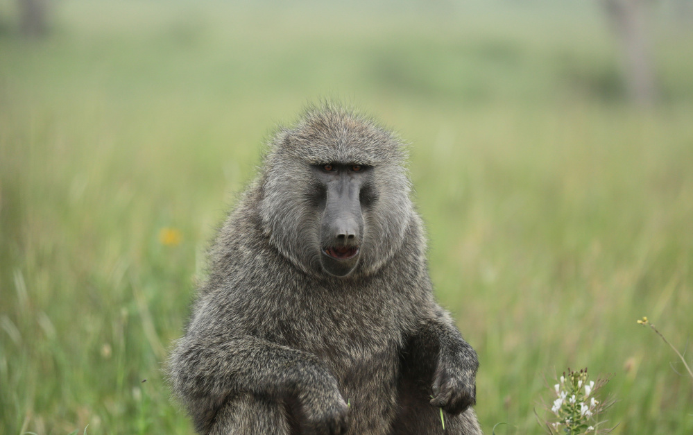 A baboon feeds in Serengeti National Park, west of Arusha, northern Tanzania. The park is the oldest and most popular national park in Tanzania and is known for its annual migration of millions of wildebeests, zebras and gazelles.