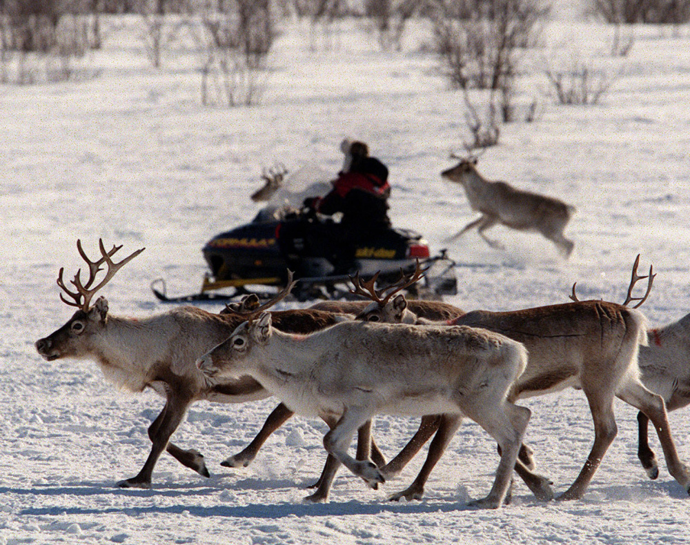 Reindeer are herded near Kautokeino, Norway. Norwegian teachers who took a group of 5-year-olds to a reindeer slaughter at a farm nearby say they have done it before and will do it again despite online outrage.
