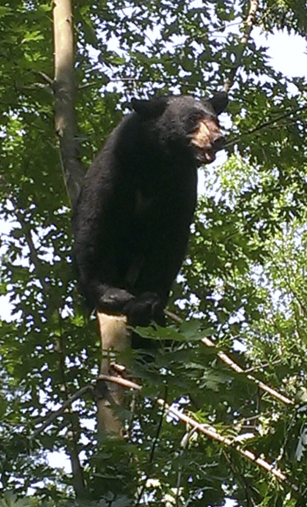 A black bear sits in a tree in Hartford, Conn., in 2015. The bear was tranquilized and relocated. State officials said there were about 6,700 black bear sightings in Connecticut 2016, a 49 percent increase over the previous year.